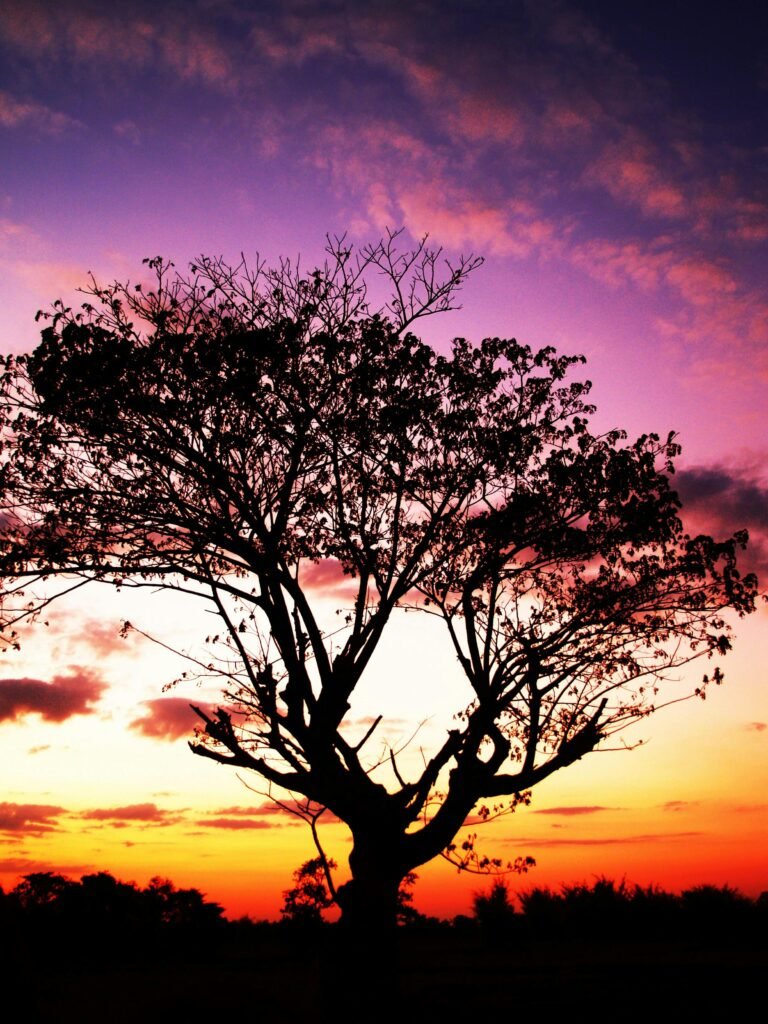 A lone tree silhouetted against a vibrant sunset sky with colorful clouds.